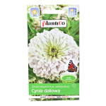 CYNIA wytworna daliowa BIAŁA nasiona kwiatów 1g