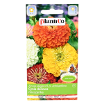 CYNIA wytworna daliowa MIX nasiona kwiatów 1g