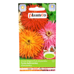 CYNIA wytworna KAKTUSOWA mix kolorów nasiona 1g