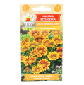 gazania-żół-pom-Toraf-1.png