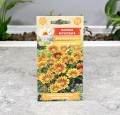 gazania-żół-pom-Toraf-2.JPG
