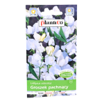 GROSZEK pachnący BIAŁY pnący nasiona kwiatów 2g