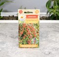 jagody-goji-2.JPG