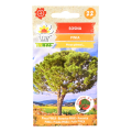 sosna-pinia-1.png