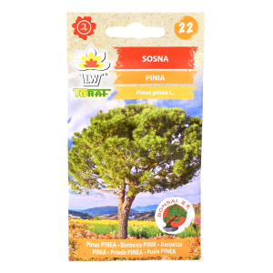 SOSNA PINIA ŚRÓDZIEMNOMORSKA - drzewko bonsai, nasiona Toraf 10szt.