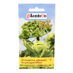 Arcydzięgiel litwor - dzięgiel lekarski - nasiona PlantiCo 0,5g