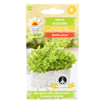 MIĘTA KŁOSOWA Zielona, Mentha spicata - nasiona ziół Toraf 0,1g