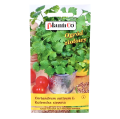 kolendra-siewna-1.png