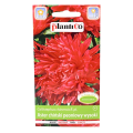 aster-peoniowy-wysoki-czerwony-1.png