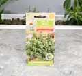 oregano-greckie-toraf-2.JPG