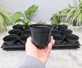 rozsadnik-horti-10:15:P-4.JPG