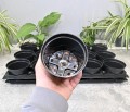 rozsadnik-horti-10:15:P-5.JPG