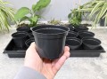 rozsadnik-horti-15OK-4.JPG