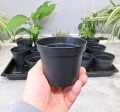 rozsadnik-horti-15:9:OK-5.JPG