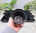 rozsadnik-horti-15:9:OK-6.JPG