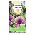 KAPUSTA OZDOBNA mix odmian nasiona 0,5g