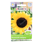 SŁONECZNIK OZDOBNY ŻÓŁTY, pojedynczy wysoki - nasiona Plantico 2g