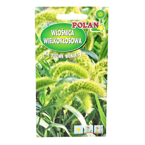 włośnica-wielkokłosowa-polan-1.png