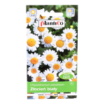 ZŁOCIEŃ KARŁOWY BIAŁY nasiona kwiatów Plantico 0,3g