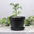 doniczka-RS10-P25-pomidor.JPG