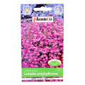 lobelia-przylądkowa-różowa-1.png