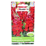 LWIA PASZCZA WYSOKA CZERWONA Commander - nasiona PlantiCo 0,5g