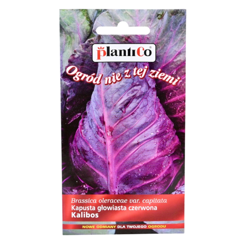 Kapusta czerwona Kalibos - nasiona Plantico 1.png