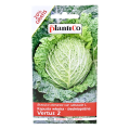 Kapusta włoska Vertus - nasiona Plantico 1.png