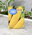 Kukurydza cukrowa - nasiona Polan 2.JPG