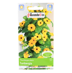 TUNBERGIA - Thunbergia alata, żółte pnącze - nasiona PlantiCo 0,5g