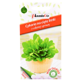 Cykoria na cięte listki MO - nasiona PlantiCo 1.png