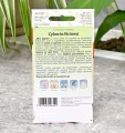 Cykoria na cięte listki MO - nasiona PlantiCo 3.JPG