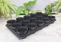 Rozsadnik Horti-10:15 2.JPG