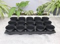 Rozsadnik Horti-10:15 4.JPG