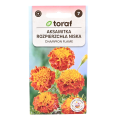 Aksamitka Champion Flame nasiona Toraf - 1.png