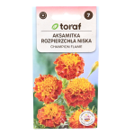 Aksamitka rozpierzchła niska CHAMPION FLAME - nasiona Toraf 0,5g