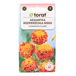 Aksamitka rozpierzchła niska CHAMPION FLAME - nasiona Toraf 0,5g