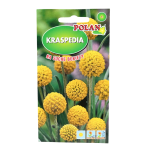 KRASPEDIA KULISTA ŻÓŁTA nasiona Polan 0,1g - kwiaty na susz, suche bukiety