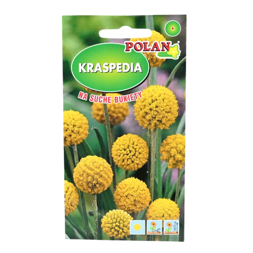 Kraspedia nasiona Polan - 1.png