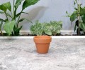 Doniczka Terakota Prosta 6cm - 2.jpg