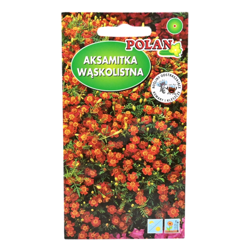 Aksamitka wąskolistna mahoniowa nasiona Polan - 1.png