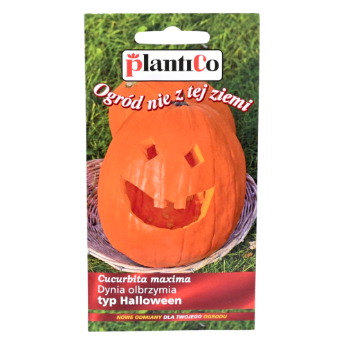 Dynia Halloween nasiona Plantico - 1.png