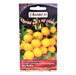 Pomidor koktajlowy żółty OLA POLKA typ cherry - nasiona PlantiCo 0,5g