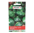 Dynia patison Gagat nasiona Plantico - 1.png