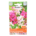 Groszek szerokolistny nasiona Plantico - 1.png