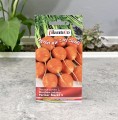 Marchew Pariser Markt nasiona Plantico - 2.JPG