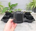 Rozsadnik Horti-11:8 - 6.JPG