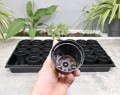 Rozsadnik Horti-28:7:OK - 5.JPG