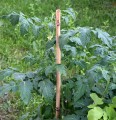 Tyczka bambusowa 75cm - zastosowanie 1.JPG