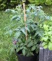 Tyczka bambusowa 90cm - zastosowanie 1.JPG
